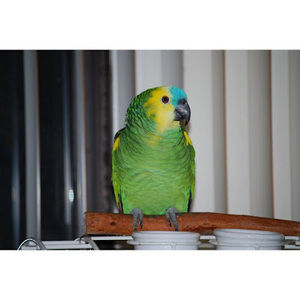 Meet your Posher, Al